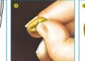 Pre-harvest glyphosate: best practice in cereals