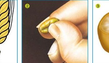 Pre-harvest glyphosate: best practice in cereals