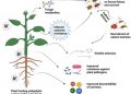 Endophytic entomopathogenic fungi as biological control agents of insect pests