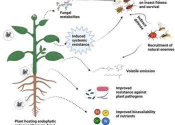 Endophytic entomopathogenic fungi as biological control agents of insect pests