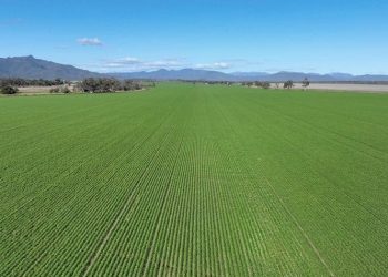 Strong Demand for Mixed-Farming Properties in North-West NSW