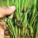 CABI assists the Philippines in assessing the impact of fall armyworm in rice
