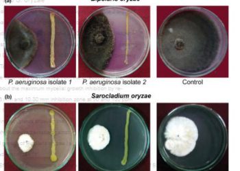 Evaluation of phyllosphere bacterial biocontrol agents for the suppression of rice foliar diseases