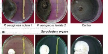 Evaluation of phyllosphere bacterial biocontrol agents for the suppression of rice foliar diseases
