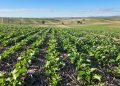 South Australia’s Grain Production Forecast for 2024-25 Season