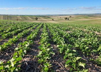 South Australia’s Grain Production Forecast for 2024-25 Season