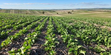 South Australia’s Grain Production Forecast for 2024-25 Season