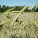Influence of crop management on stability rye yield and some grain quality traits