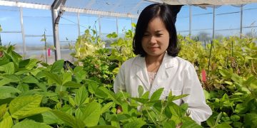 New $6M Soybean Breeding Program to Boost Australian Production