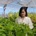 New $6M Soybean Breeding Program to Boost Australian Production