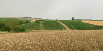 Catastrophic Weather Hits French Grain Production, Threatening Global Wheat Supply