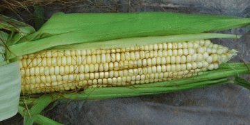 Maximizing Fall Corn Yields: Essential Management Strategies for High Temperatures