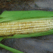 Maximizing Fall Corn Yields: Essential Management Strategies for High Temperatures