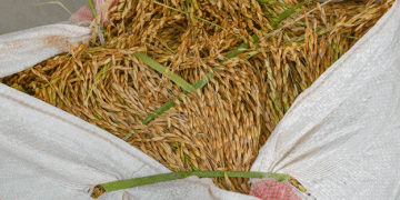 Francine Storm Halts Arkansas Rice Harvest: How Farmers are Managing the Impact