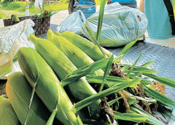 The Sweet Taste of Altitude: Kaida Brand Corn Captivates Consumers