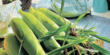 The Sweet Taste of Altitude: Kaida Brand Corn Captivates Consumers