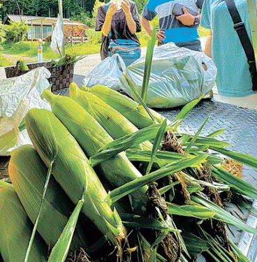 The Sweet Taste of Altitude: Kaida Brand Corn Captivates Consumers