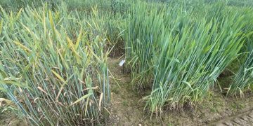 Advances in Yellow Rust Resistance in Emmer Wheat: Insights from Recent Genetic Research