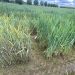 Advances in Yellow Rust Resistance in Emmer Wheat: Insights from Recent Genetic Research