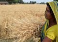 Celebrating National Nutrition Week: HarvestPlus and Yara India’s Commitment to Nutritious Diets
