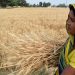 Celebrating National Nutrition Week: HarvestPlus and Yara India’s Commitment to Nutritious Diets