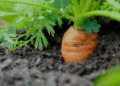 Poland’s 2024 Field Vegetable Harvest Hit Hard by Weather Extremes
