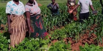 CGIAR Field Days Highlight Advances in Mixed Farming Systems