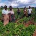 CGIAR Field Days Highlight Advances in Mixed Farming Systems