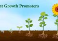 Exploring Plant Growth Promoters: Enhancing Agricultural Productivity and Sustainability