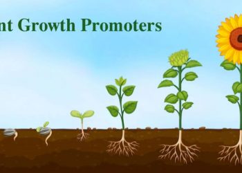 Exploring Plant Growth Promoters: Enhancing Agricultural Productivity and Sustainability