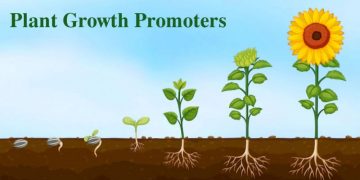 Exploring Plant Growth Promoters: Enhancing Agricultural Productivity and Sustainability