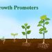 Exploring Plant Growth Promoters: Enhancing Agricultural Productivity and Sustainability