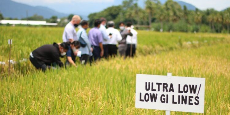 IRRI’s Groundbreaking Study Offers Hope for Healthier Rice Varieties