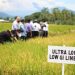 IRRI’s Groundbreaking Study Offers Hope for Healthier Rice Varieties