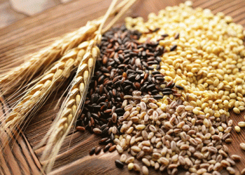 Ulyanovsk Region Achieves Remarkable Harvest Progress with Over 90% of Grain Crops Collected
