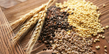 Ulyanovsk Region Achieves Remarkable Harvest Progress with Over 90% of Grain Crops Collected