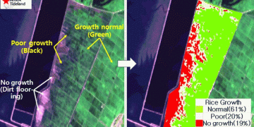 Flood Recovery Fails: Ansok Tideland’s Rice Harvest Expected to Fall Short by 30-40%