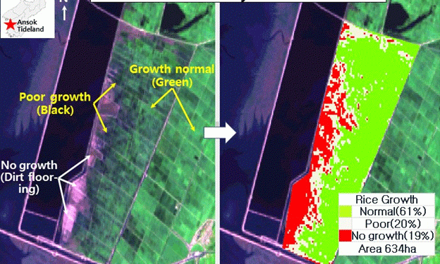 Flood Recovery Fails: Ansok Tideland’s Rice Harvest Expected to Fall Short by 30-40%