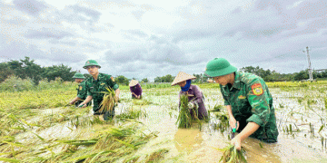 Solidarity in Crisis: Military Support Aids Vĩnh Phúc Farmers in Rice Harvest Amidst Flooding