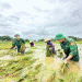 Solidarity in Crisis: Military Support Aids Vĩnh Phúc Farmers in Rice Harvest Amidst Flooding