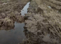 Struggling with Falling Rice Prices: North Gyeongsang Farmers Face Tough Harvest