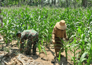Boosting Food Security: Babinsa’s Active Role in Supporting Corn Farmers in Kadur