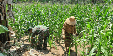 Boosting Food Security: Babinsa’s Active Role in Supporting Corn Farmers in Kadur