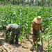 Boosting Food Security: Babinsa’s Active Role in Supporting Corn Farmers in Kadur