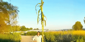 Kuban Farmer Grows World’s Tallest Corn, Setting New Agricultural Record