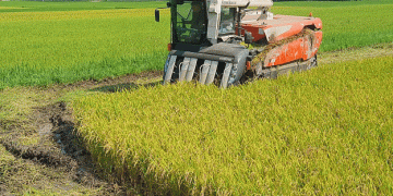Boseong County Celebrates First Harvest of ‘Wongchi All-Rice’ Amidst Challenges