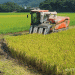 Boseong County Celebrates First Harvest of ‘Wongchi All-Rice’ Amidst Challenges