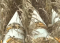 Corn Harvest in Mordovia: A Promising Yield for Livestock Feed