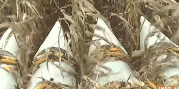 Corn Harvest in Mordovia: A Promising Yield for Livestock Feed