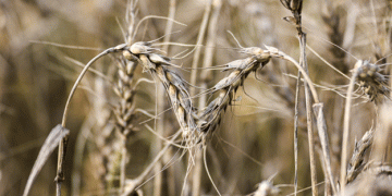 Revolutionizing Wheat Research: New Imaging Technology Streamlines Spike Analysis